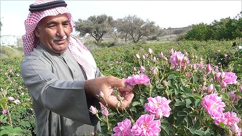 Rose festival taif Saudi Arabia